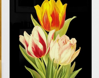 colorful tulips flowers, antique botanical illustration , black background , digital download