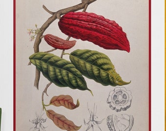 cocoa beans pods chocolate illustration , antique French botanical DIGITAL DOWNLOAD