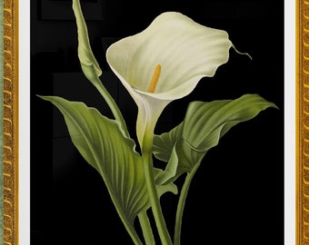 white calla lily on black background, antique French botanical illustration,digital download