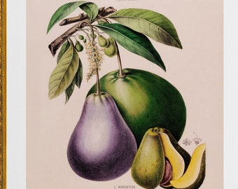 avocado fruit antique French botanical illustration digital download