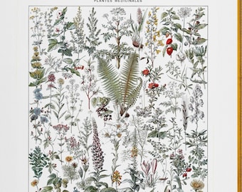 antique french learning board medicinal plants botanical illustration digital download