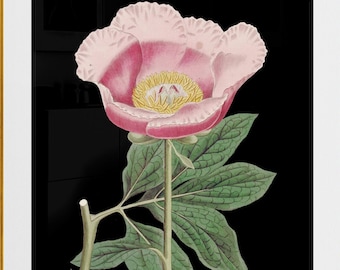 pink peony flower on black background antique French botanical illustration digital download