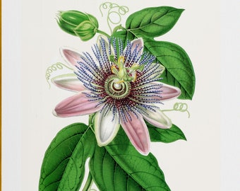 pink passiflora passion flower antique French botanical illustration digital download