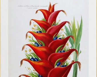 tropical red heliconia flower, antique French botanical illustration, digital download