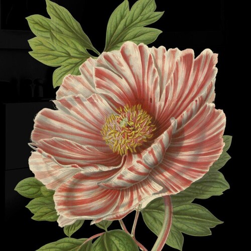 Black Background Botanical Print Dark Botanical Prints Black Etsy