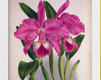 tropical pink orchids cattleya labiata illustration DIGITAL DOWNLOAD