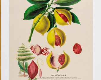 noix de muscades nutmeg , antique French botanical illustration ,digital download