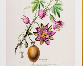 passion flower, passion fruit , antique French botanical illustration, digital download