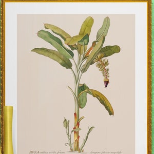 Mussa Bananenbaum antike französische botanische Illustration digitaler Download