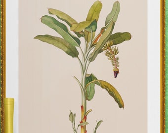 musa banana tree antique French botanical illustration digital download