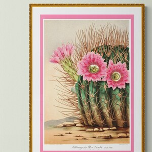 pink cactus flower echinopsis sea-hurchin cacti , antique French botanical illustration digital download POSTER SIZE image 2