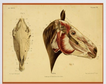 horse head veterinary medicine, anatomical illustration ,antique French Victorian print,DIGITAL DOWNLOAD