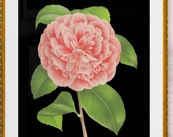 pink camellia antique French botanical illustration black background DIGITAL DOWNLOAD