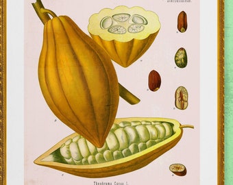 cacao beans , chocolate antique French botanical illustration digital download