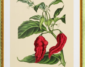 red hot chili pepper, capsicum , antique French botanical illustration, digital download