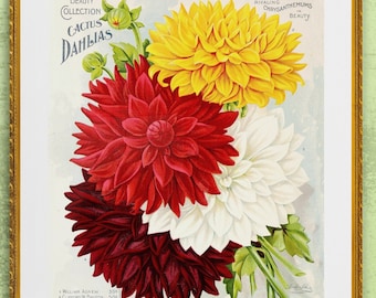 colorful dahlias antique French botanical illustration digital download