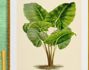 rainforest,tropical tree,alocasia villeneuvi green plant , antique French botanical illustration, digital download