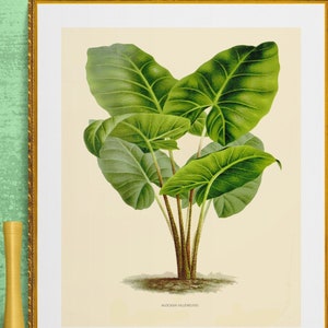 rainforest,tropical tree,alocasia villeneuvi green plant , antique French botanical illustration, digital download