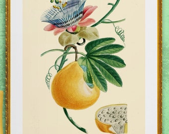 purple passion flower and fruits, antique French botanical illustration, digital download