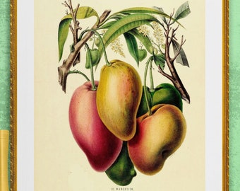 yellow and orange mango fruits, antique French botanical illustration, digital download