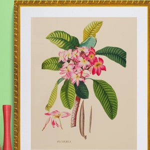Pink plumeria, tropical flower, antique French botanical  illustration , digital download