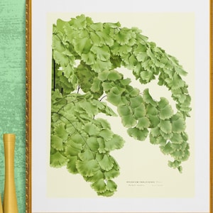 adiantum green mountain maidenhair fern illustration digital download