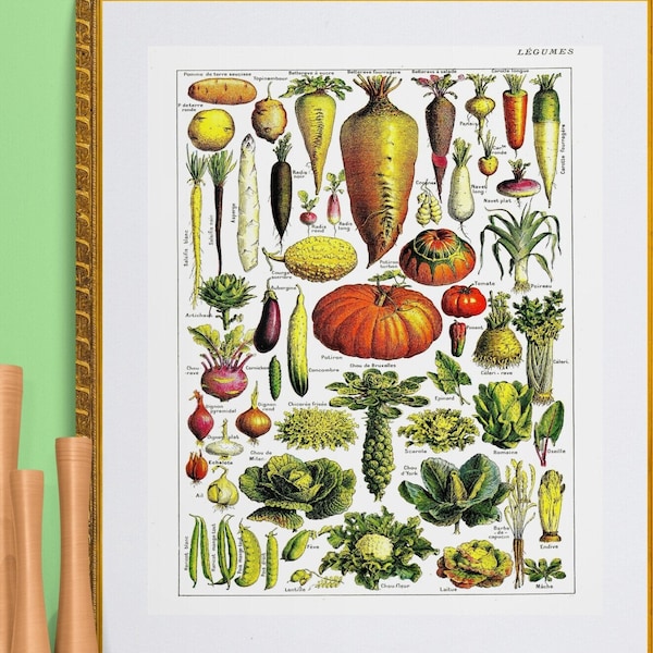 French learning board vegetables, pumpkins, lettuces ,potatoes, carrots, beets illustration,antique Victorian illustration, digital download