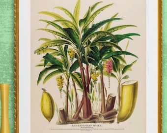 banana tree and fruit , antique French botanical illustration, digital download