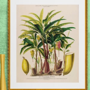 banana tree and fruit , antique French botanical illustration, digital download