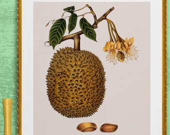 durian tropical fruit, antique French botanical  illustration DIGITAL DOWNLOAD