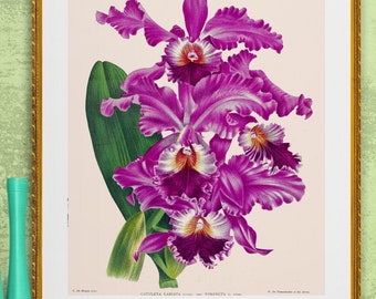 Purple orchid rainforest flower illustration DIGITAL DOWNLOAD