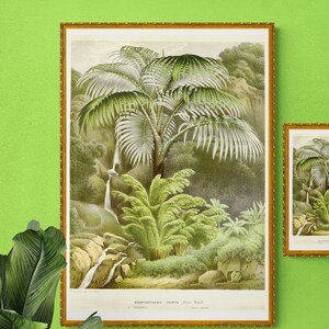 palmera antigua acanthophoenix ilustración descarga digital POSTER TAMAÑO