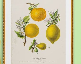 tropical oranges and lemons fruits, antique French botanical illustration, digital download