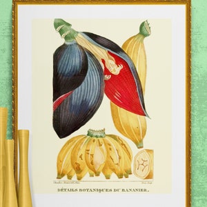 banana fruit and flower, antique French botanical illustration, digital downnload