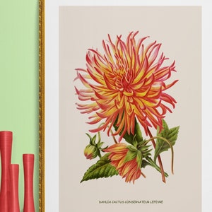 antike französische botanische Illustration bunte Dahlie Kaktus Blume digitaler Download POSTER GRÖßE