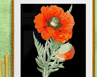 great scarlet poppy, papaver bracteatum, antique French botanical illustration, black background,digital download