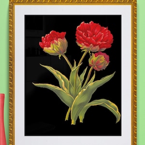 bright red double tulip illustration, antique French  botanical illustration, black background ,digital download