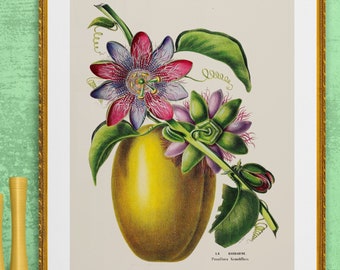 passiflora flower and fruit , passion flower, antique French botanical illustration digital download