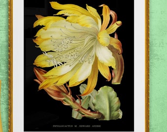 yellow orchid phyllocactus flower on black background, antique French botanical illustration, digital download