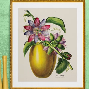 Passiflora Blume und Obst , Passionsblume, antike französische botanische Illustration digitaler Download
