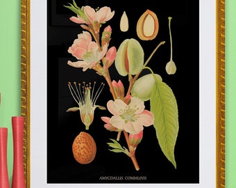 almond tree ,flower , fruit illustration,  antique botanical print,  black background,  digital download