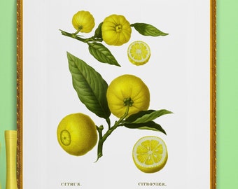 antique french botanical prints lemons illustration digital download