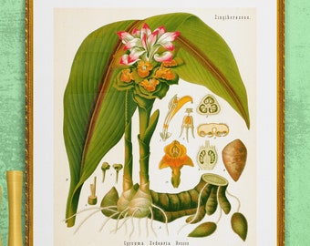 antique botanical print curcuma turmeric illustration digital download