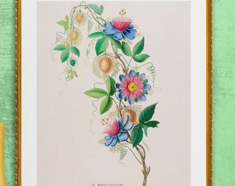 passion flower La Marie Gougeat passiflora, antique French botanical illustration, digital download