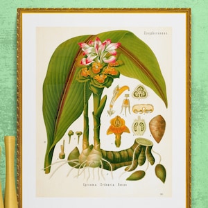 antique imprimé botanique curcuma curcuma illustration numérique télécharger