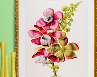 tropical cannonball flowers, sacred plant, medicinal plant, antique French botanical illustration, digital download