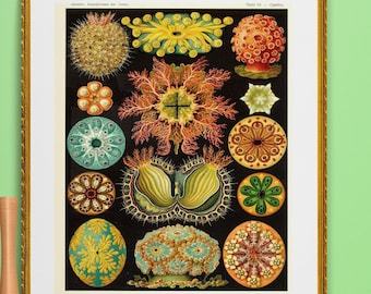 ascidia, sea creatures ,seashells, fossil illustration, Ernst Haeckel , digital download