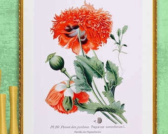 opium poppy flowers, antique French botanical illustration, digital download