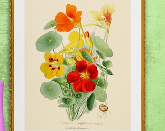 garden nasturtium, Indian cress, monk cress, capucine FLOWERS , antique French botanical illustration, digital download