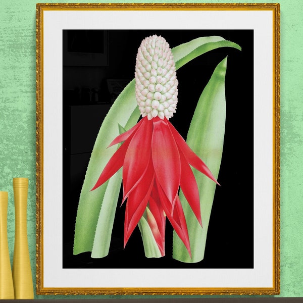 tropical flower aechmea , antique French botanical illustration digital download